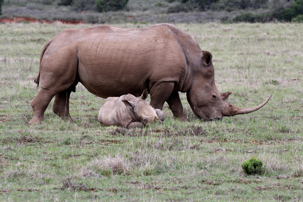 Interactive Wildlife Tracks and Signs Experience gallery image 2