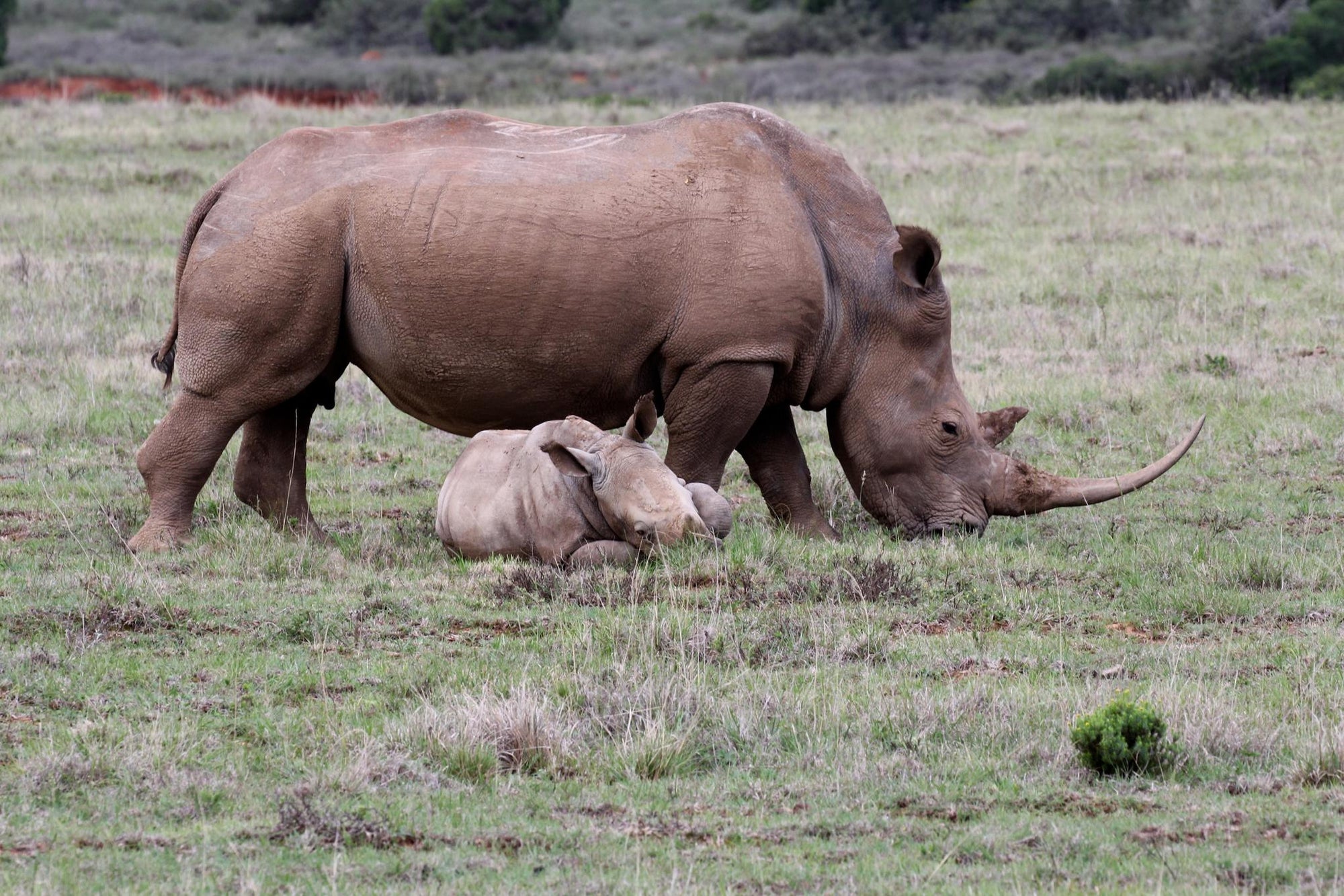 Interactive Wildlife Tracks and Signs Experience gallery image 2