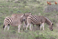 Interactive Wildlife Tracks and Signs Experience gallery image 1