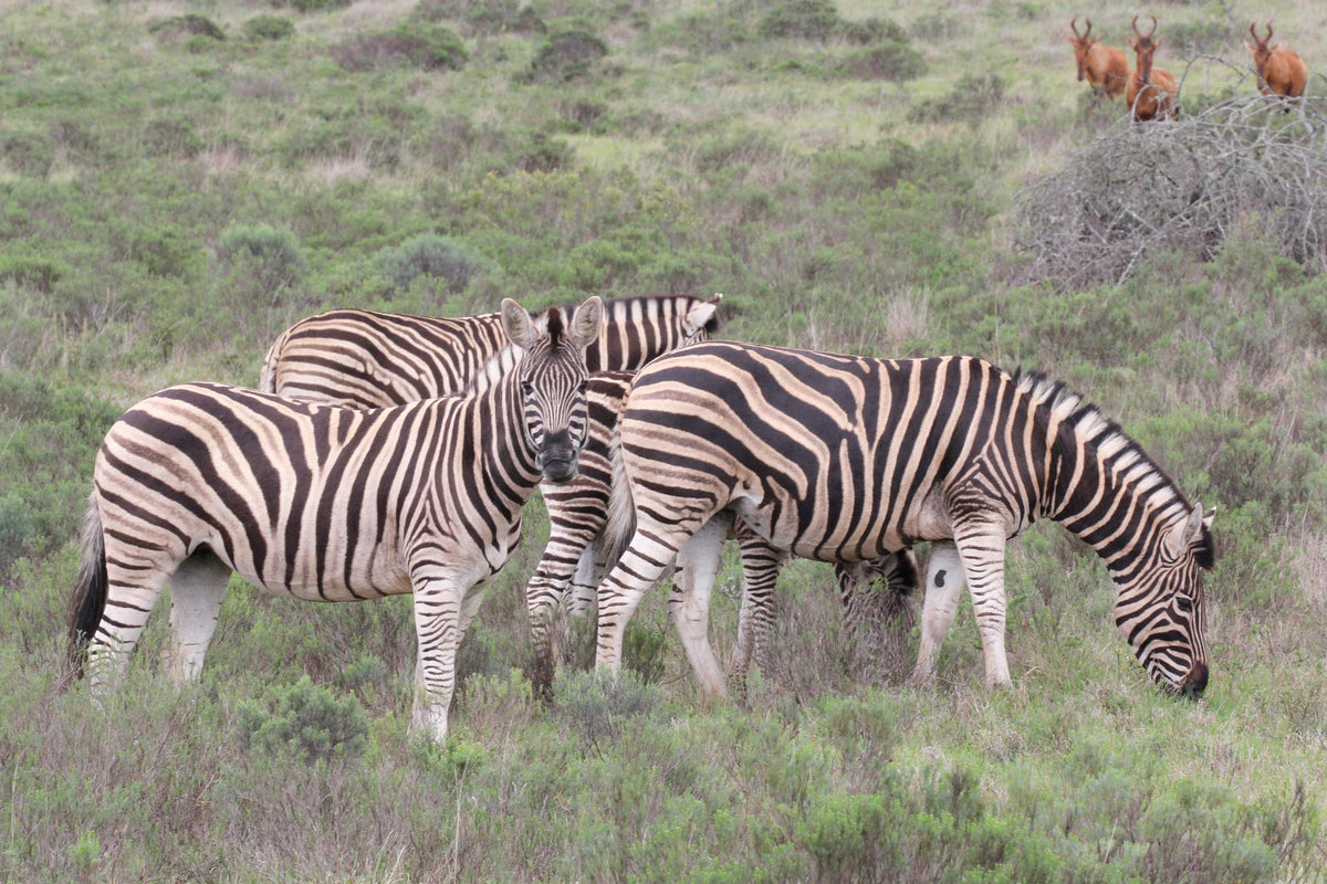Interactive Wildlife Tracks and Signs Experience