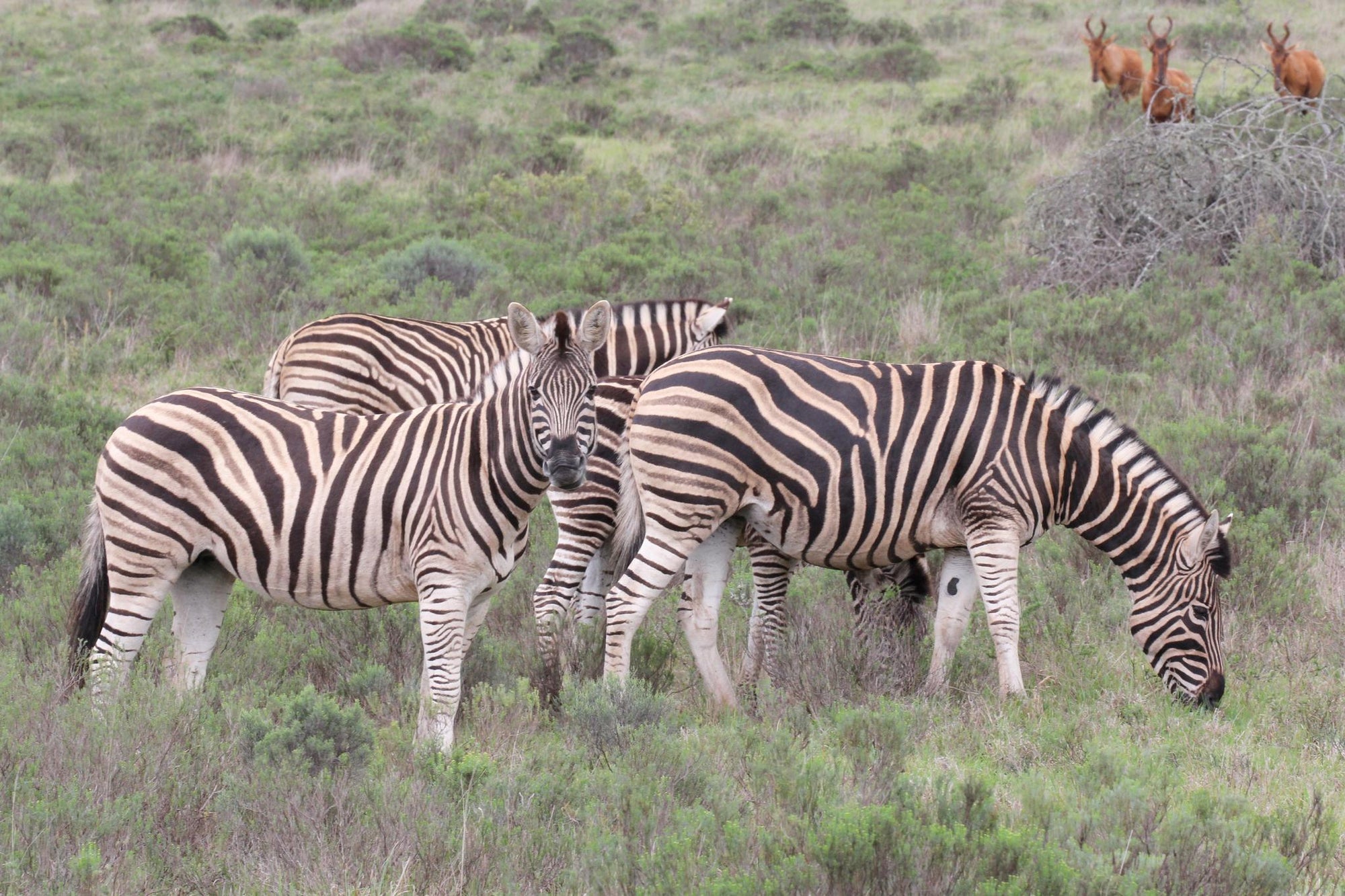 Interactive Wildlife Tracks and Signs Experience gallery image 1