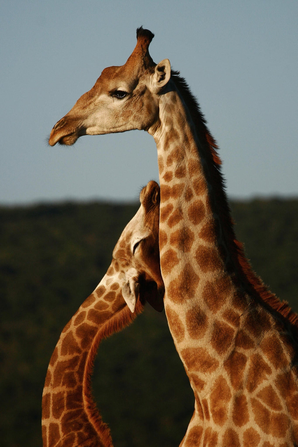 Interactive Wildlife Tracks and Signs Experience gallery image 3