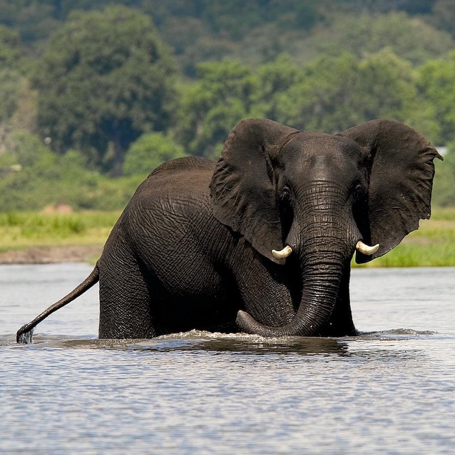 Morning or Afternoon Game Drive gallery image 5