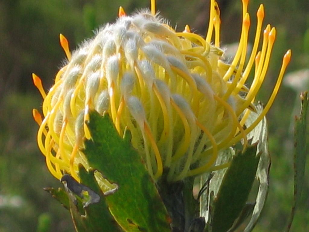 Guided Fynbos Bush Walks gallery image 1