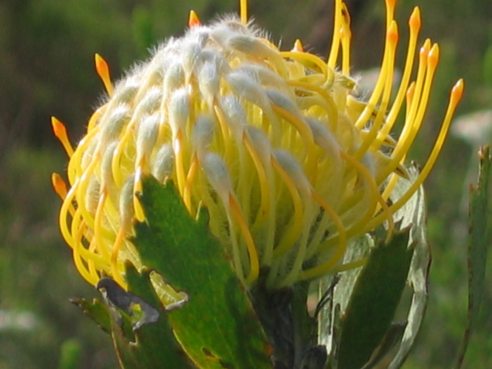 Guided Fynbos Bush Walks