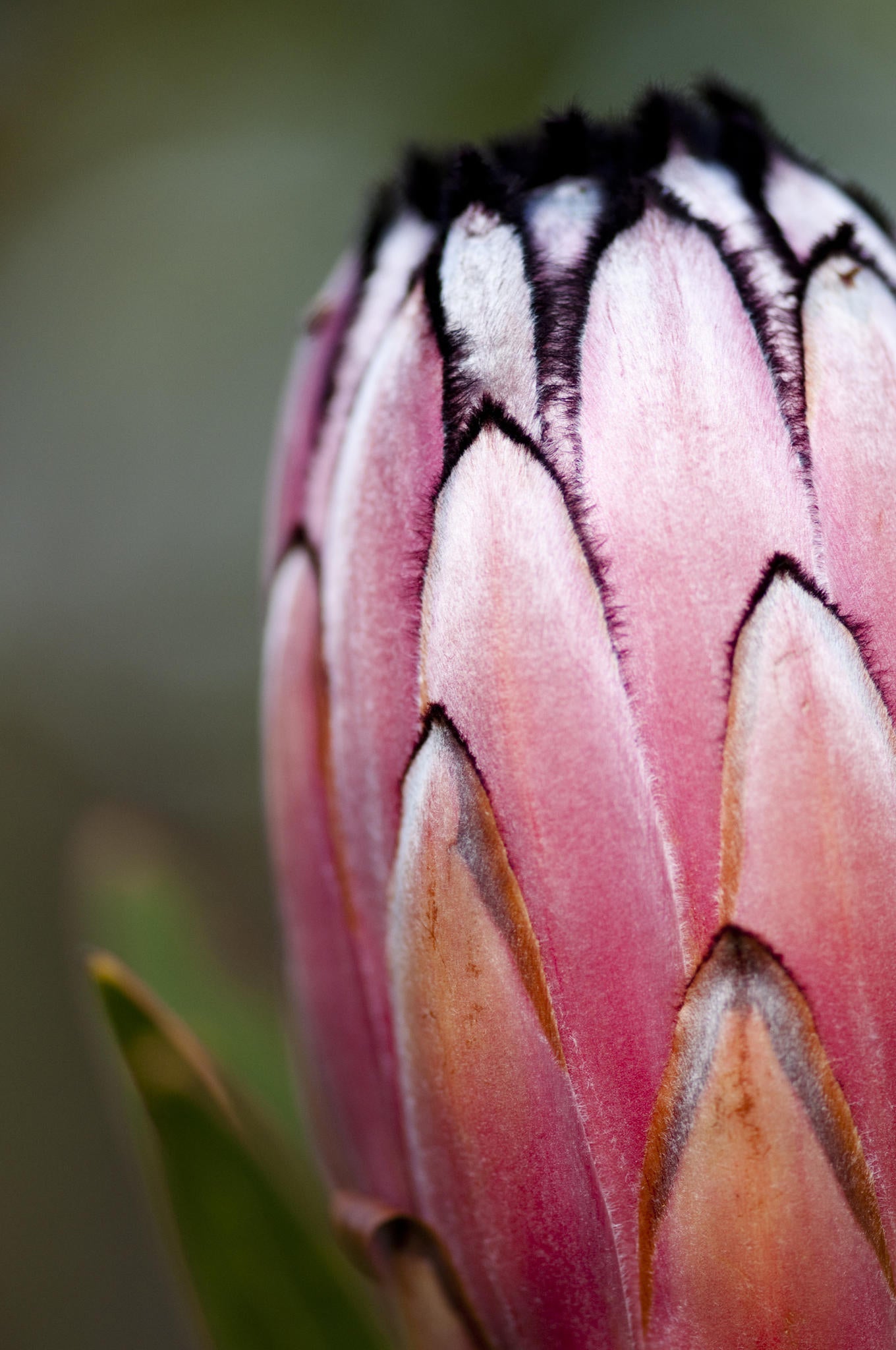 Guided Fynbos Bush Walks gallery image 3