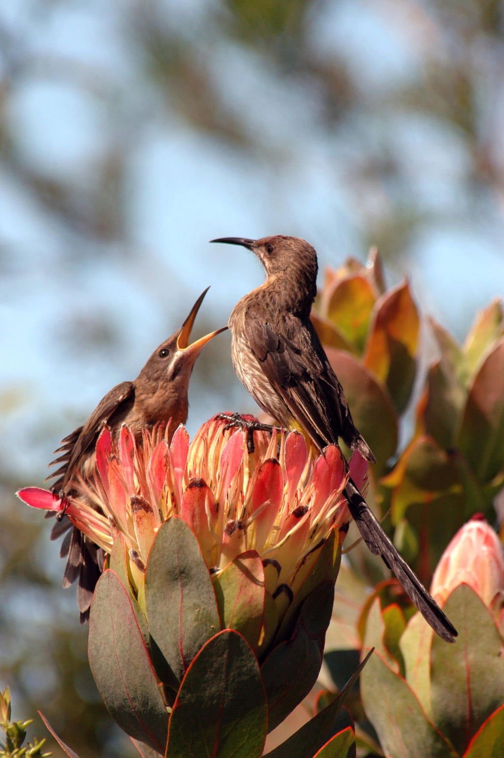 Birding gallery image 2