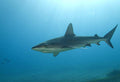 Diving gallery image 1