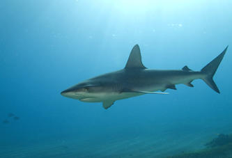 Diving