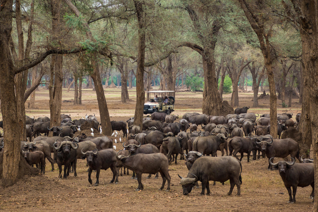 Game Drives gallery image 7