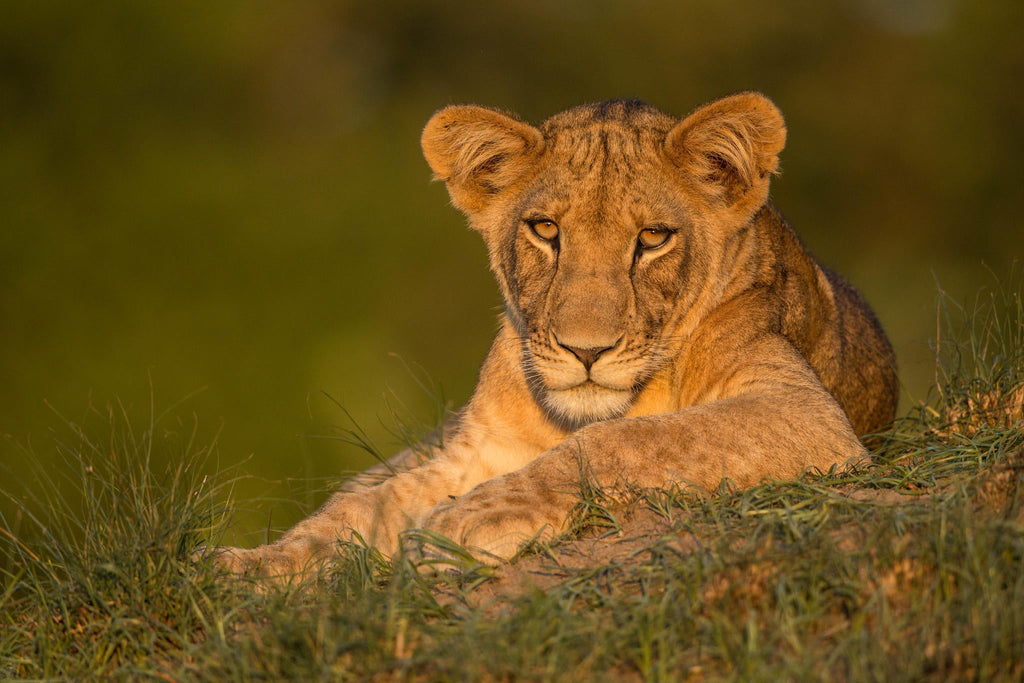 Game Drives gallery image 11