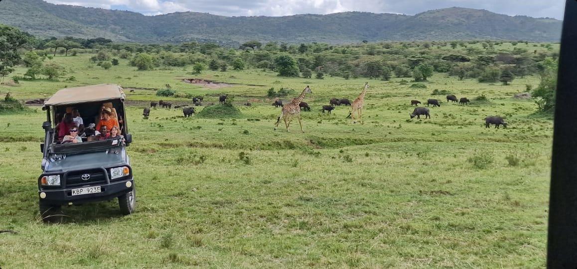 Game Drives Day / Night gallery image 8