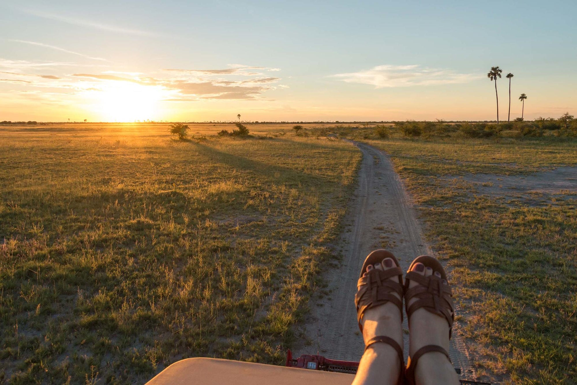 Game Drives  gallery image 2