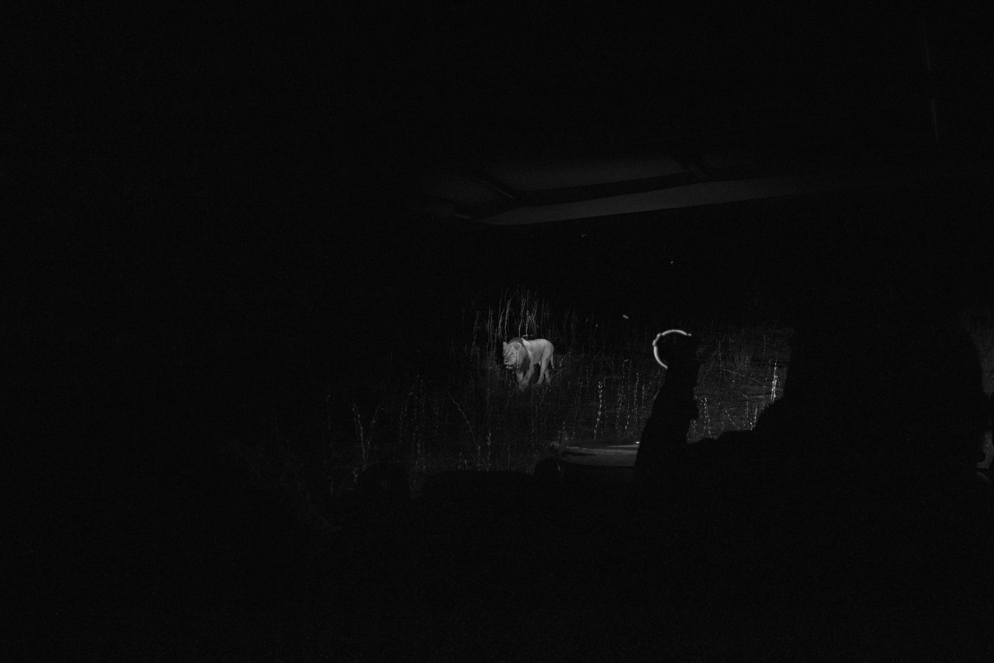 Wilderness Vumbura Plains – Night Drives gallery image 2