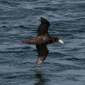 Subantarctic Birdwatching  gallery image 1