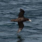 Subantarctic Birdwatching