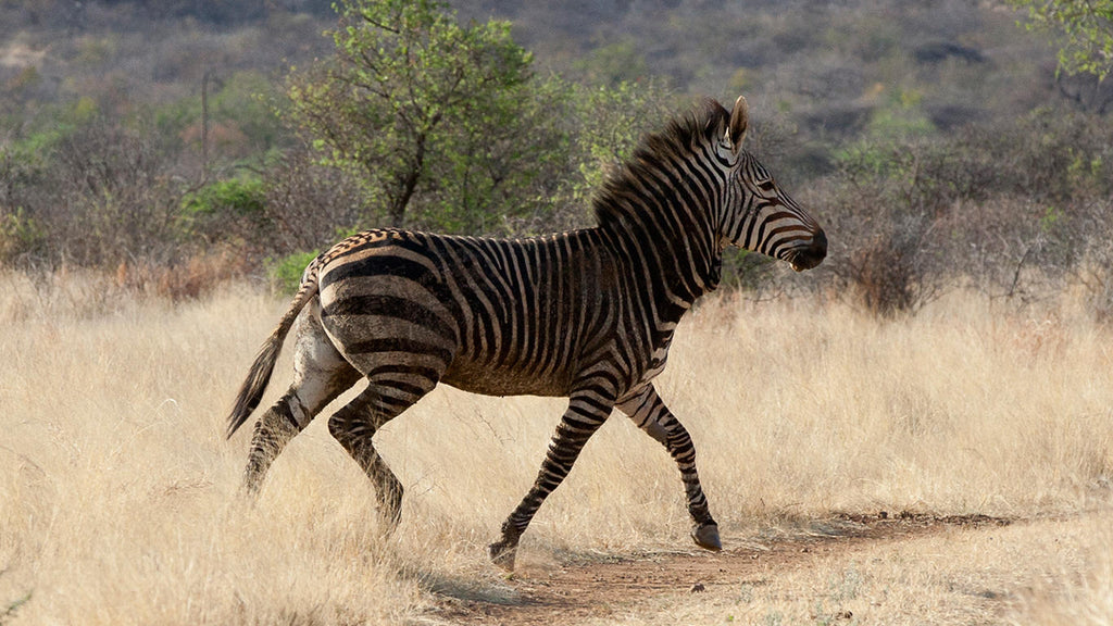 Game Drives  gallery image 2