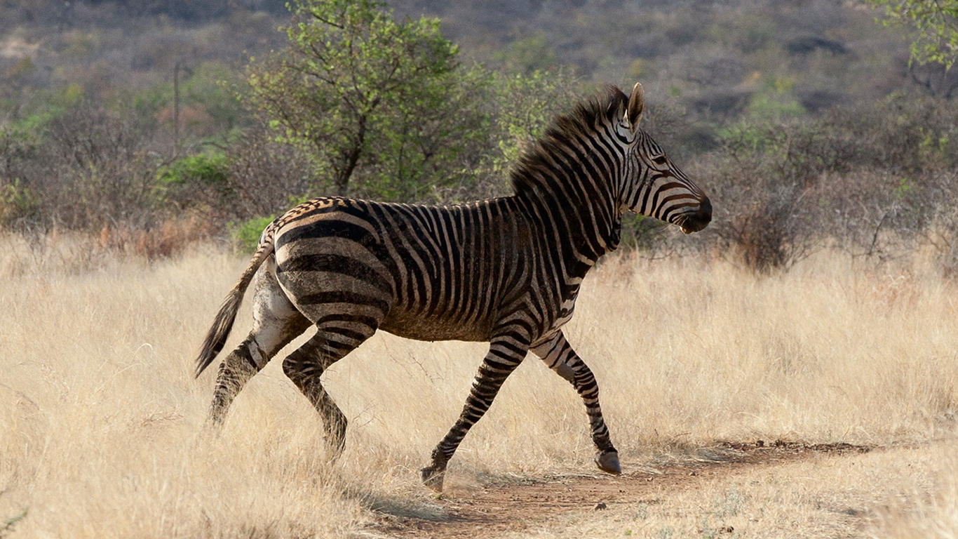 Game Drives  gallery image 2