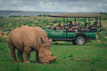 Game Drives gallery image 1