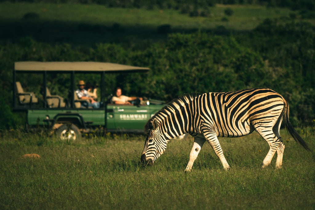 Game Drives gallery image 5