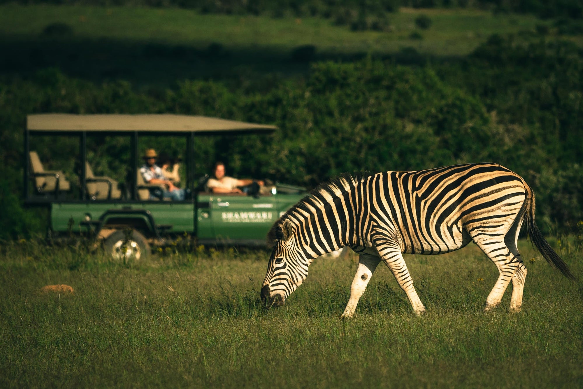 Game Drives gallery image 5