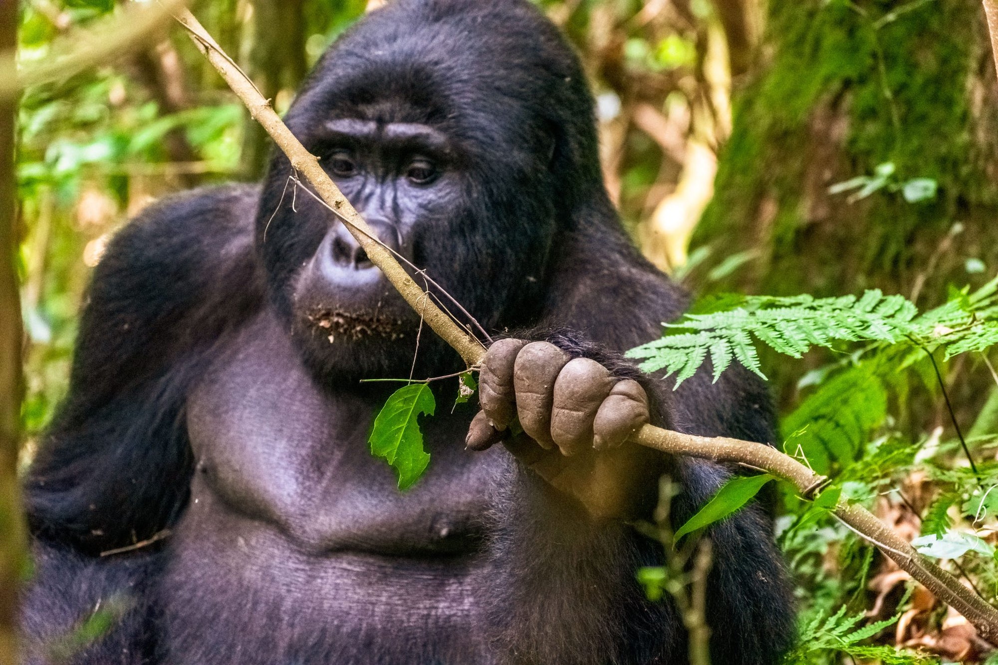 GORILLA TREKKING