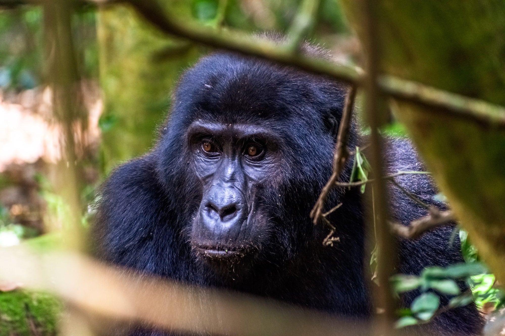 GORILLA TREKKING