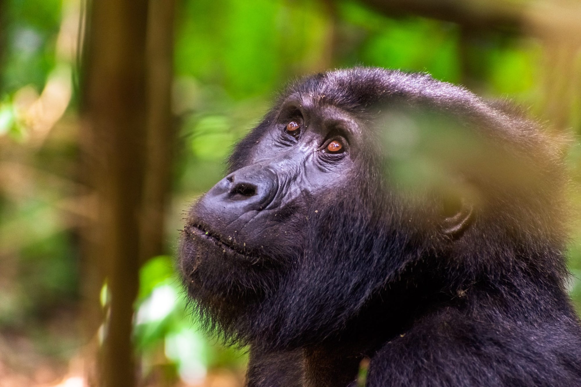 GORILLA TREKKING