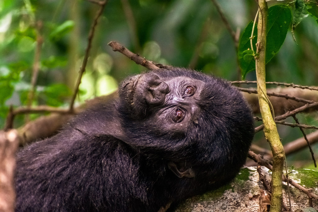 GORILLA TREKKING