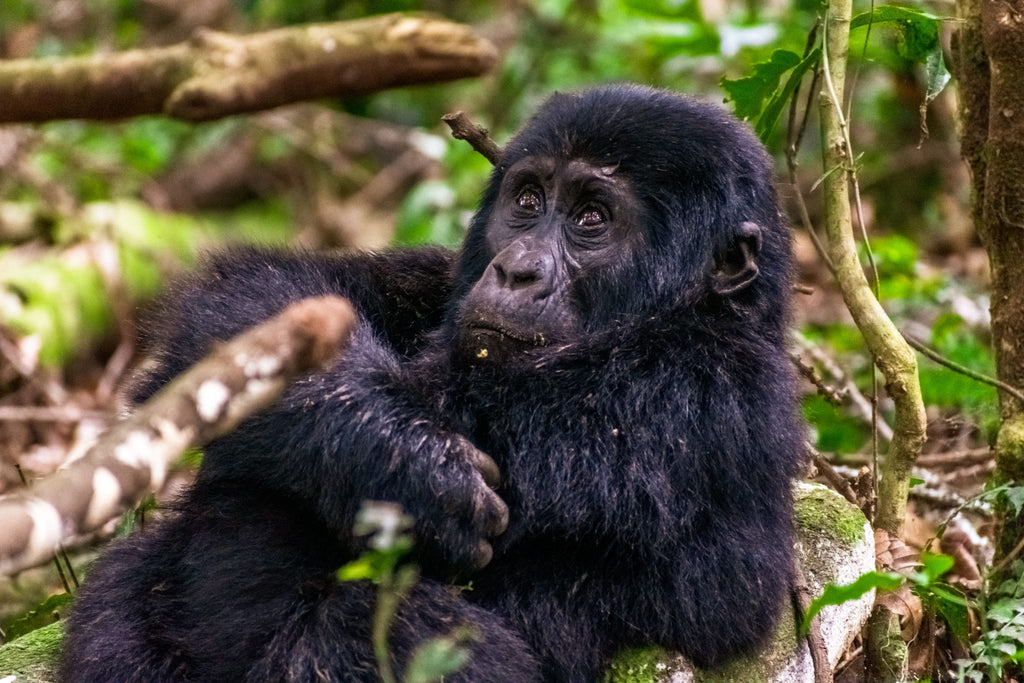 GORILLA TREKKING