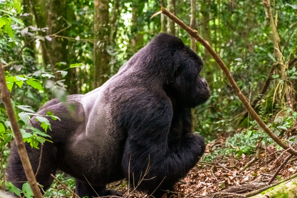 GORILLA TREKKING