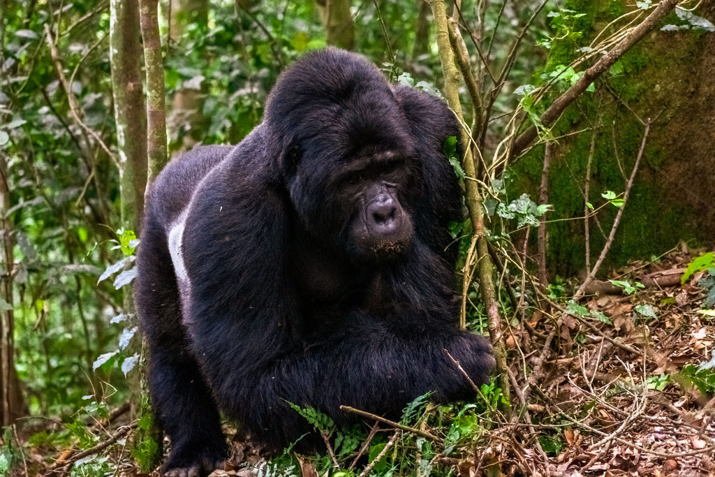 GORILLA TREKKING
