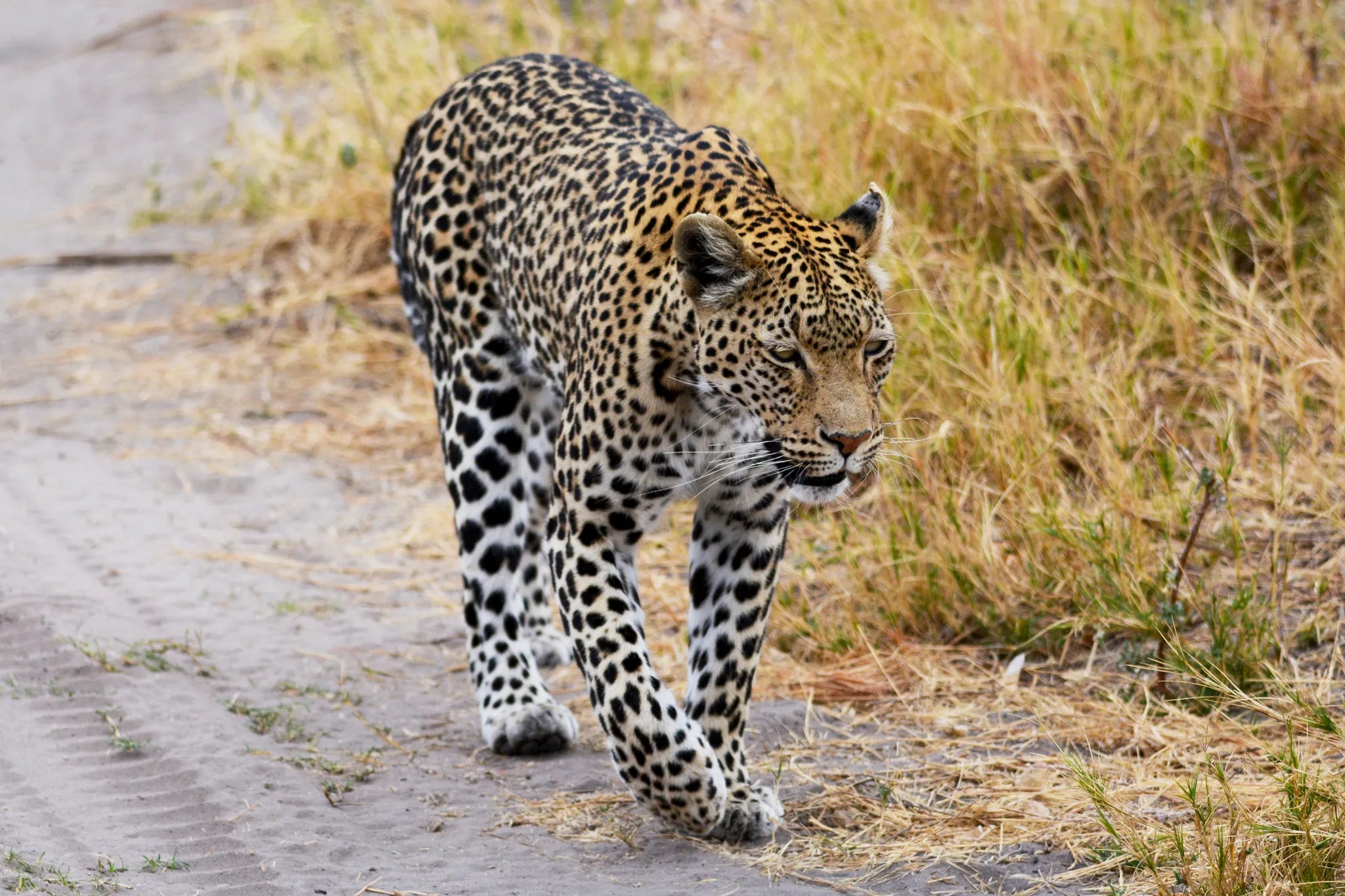 Ghoha Hills at Ghoha Hills Savuti Lodge, Savuti - Chobe National Park, Botswana.