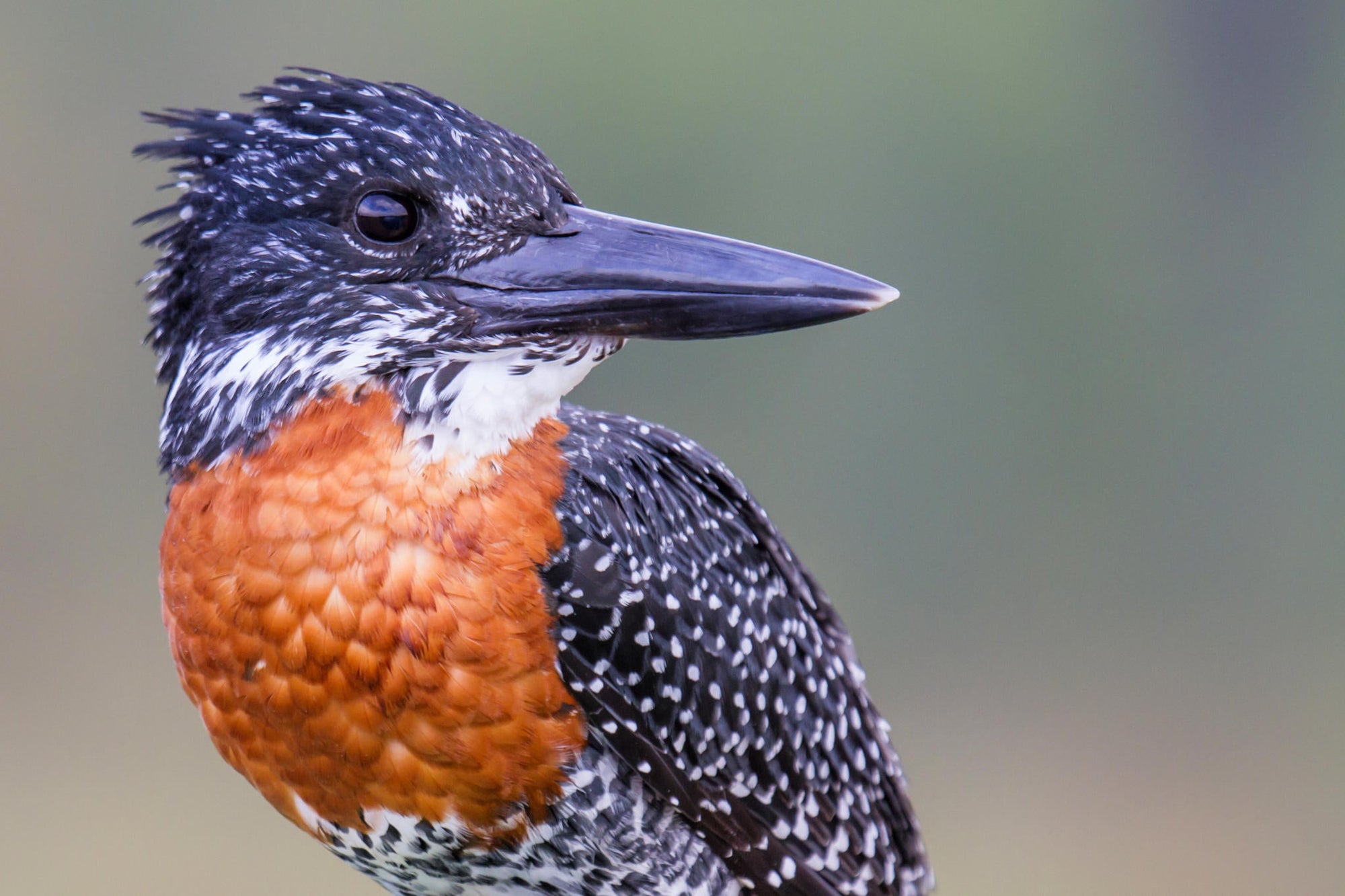 On-site Birding Opportunities (Bush & River) gallery image 3