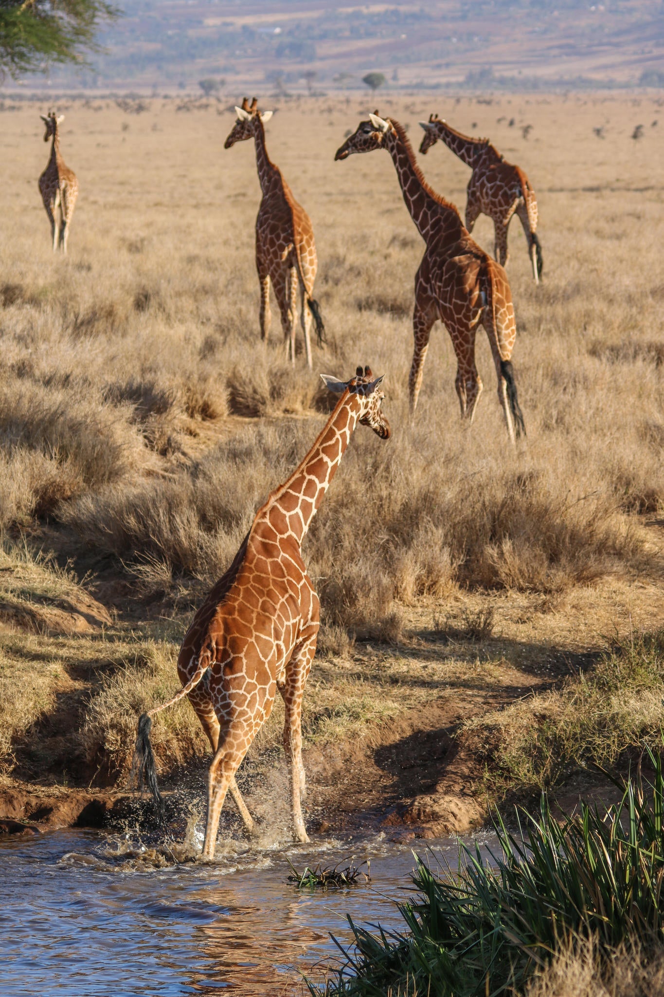 Day and Night Game Drives gallery image 6