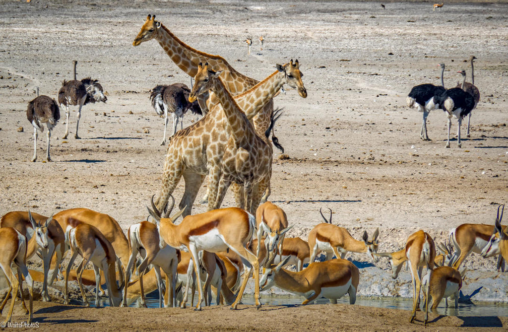 Full Day Game Drive gallery image 2