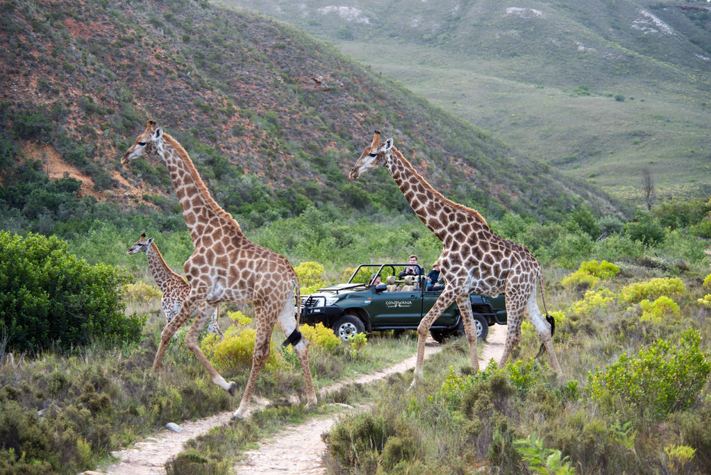 Game Drives  gallery image 2
