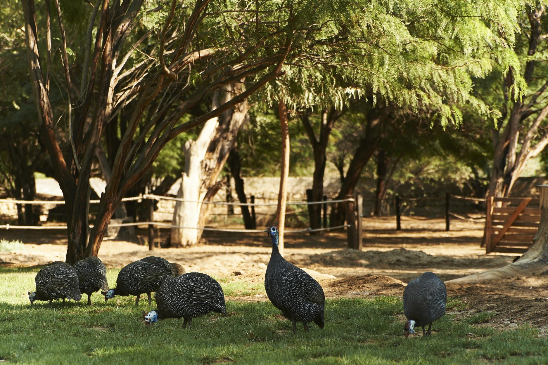 Birding gallery image 5
