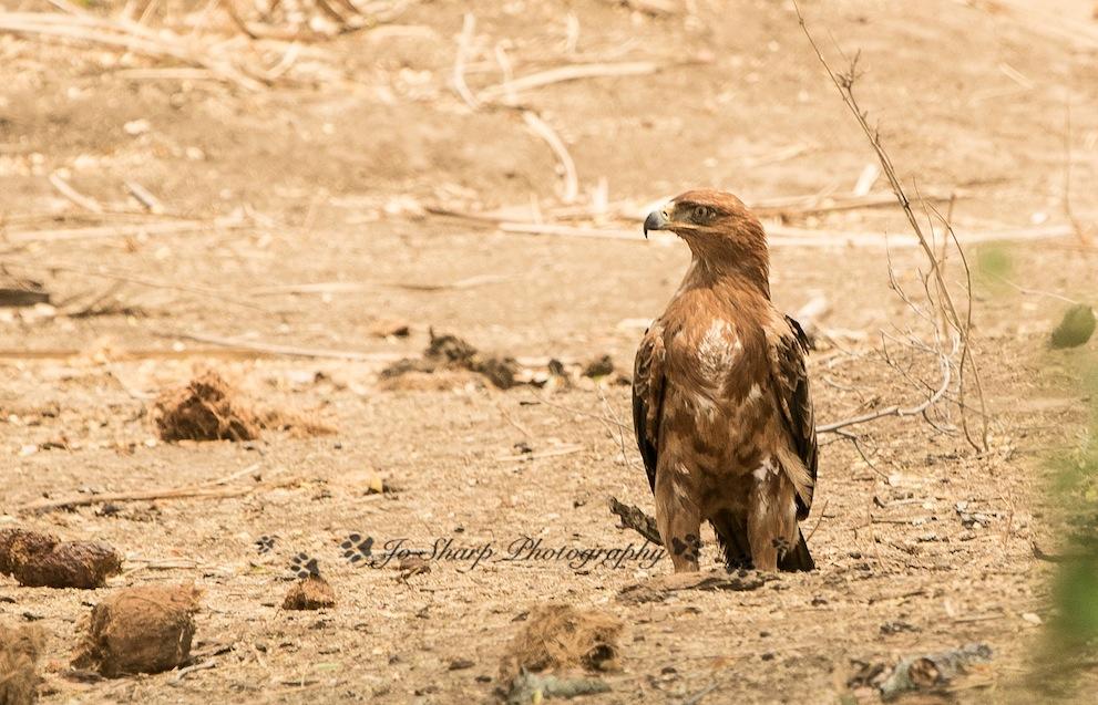 Game Drives in Gonarezhou National Park  gallery image 7