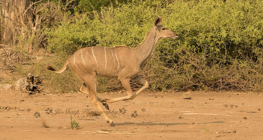 Game Drives in Gonarezhou National Park  gallery image 8