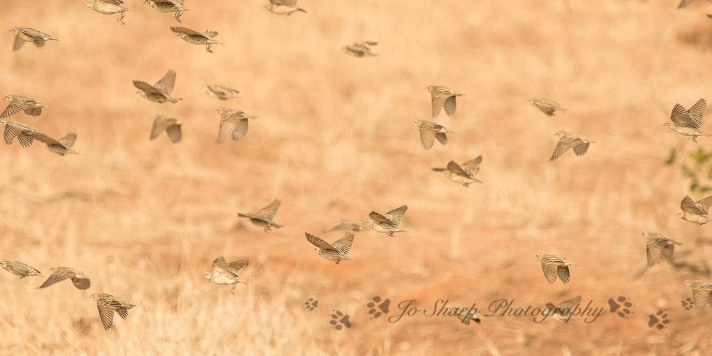 Bird Watching in the Sacred Sand Forest gallery image 7