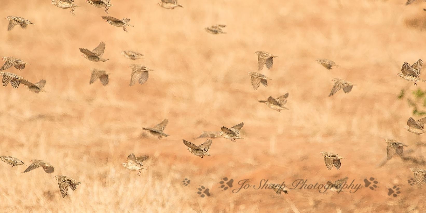Bird Watching in the Sacred Sand Forest gallery image 7