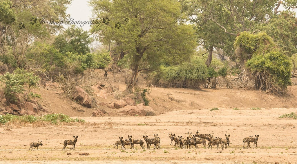 Game Drives in Gonarezhou National Park  gallery image 6