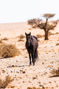 Wild Horses  gallery image 1