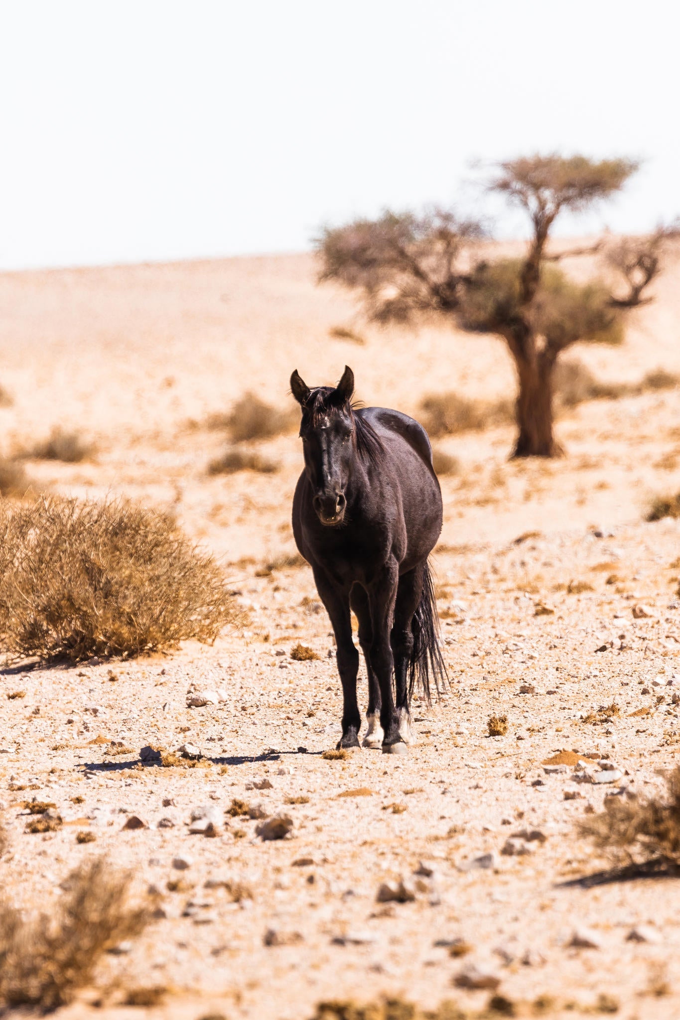 Wild Horses  gallery image 1