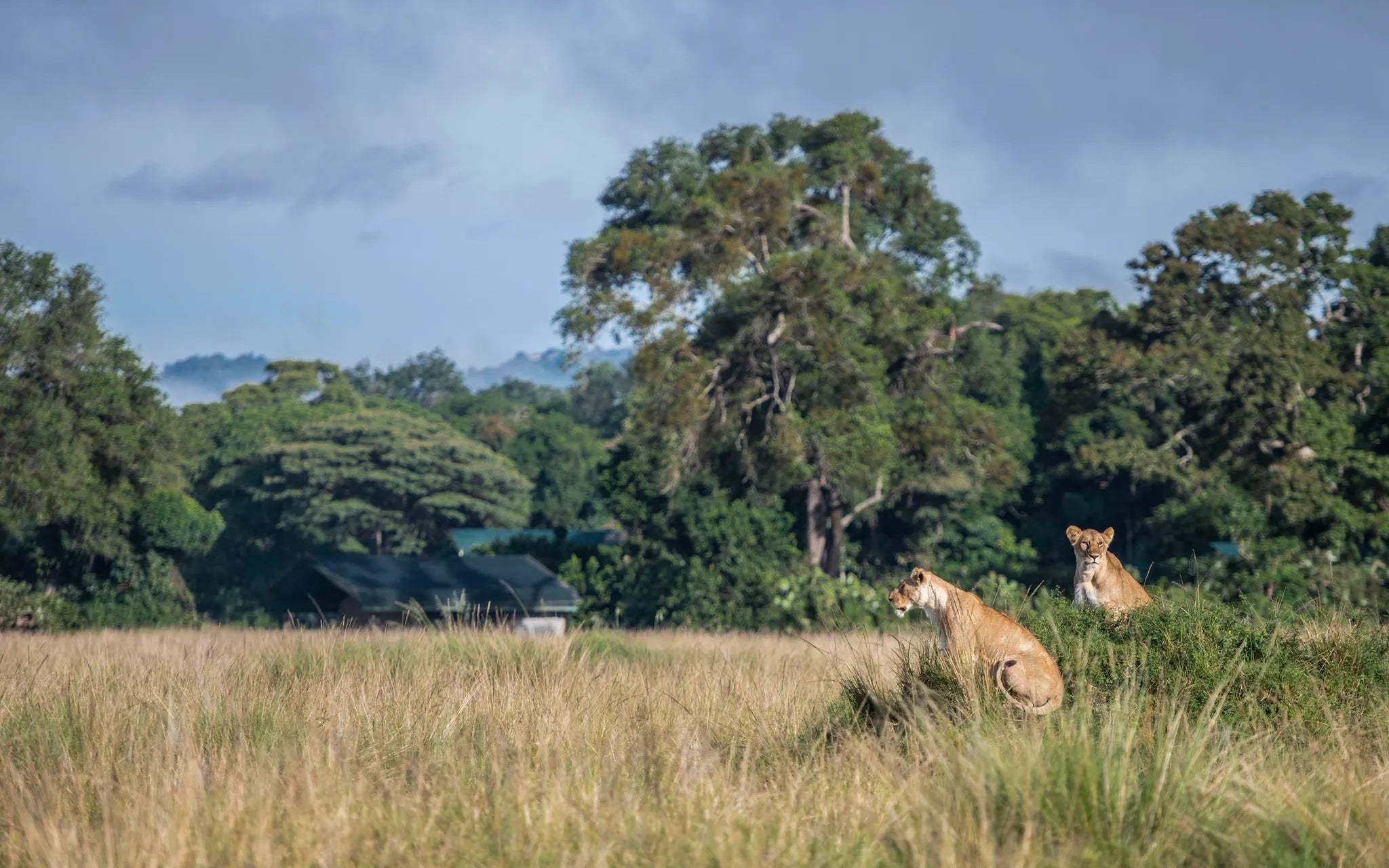 Governors' Camp at Governors' Camp, Masai Mara National Reserve, Kenya.
