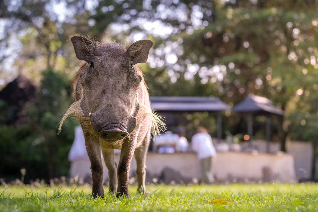 Governors' Camp at Governors' Camp, Masai Mara National Reserve, Kenya.