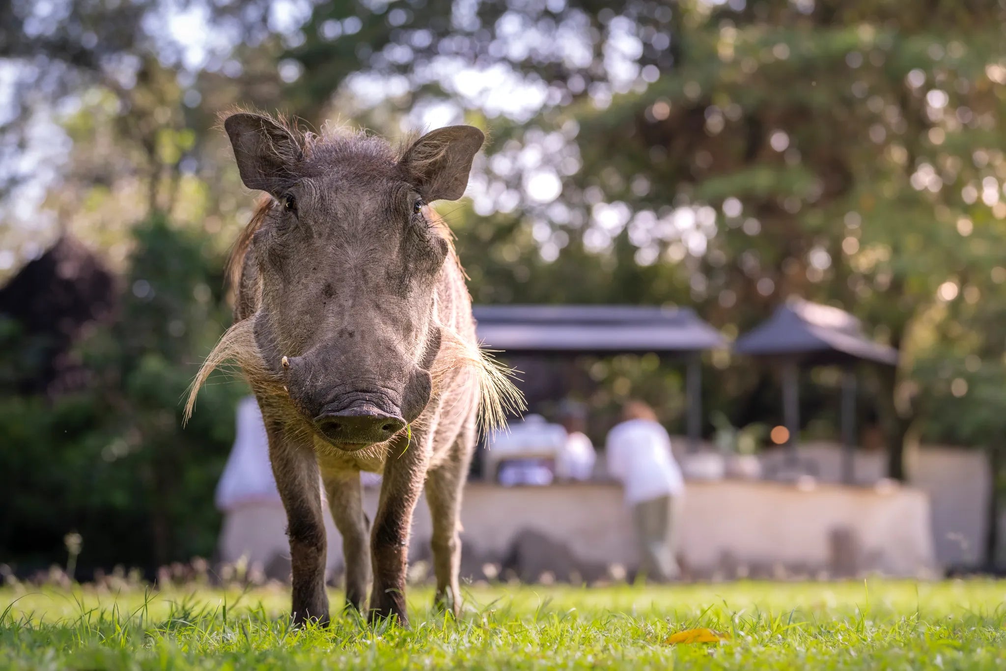 Governors' Camp at Governors' Camp, Masai Mara National Reserve, Kenya.