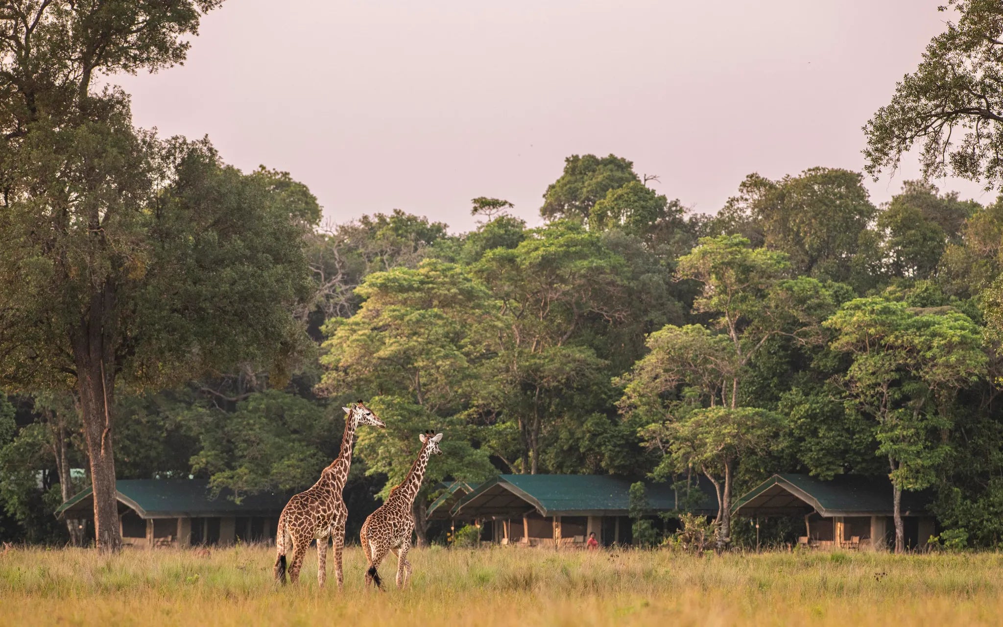 Governors' Camp at Governors' Camp, Masai Mara National Reserve, Kenya.