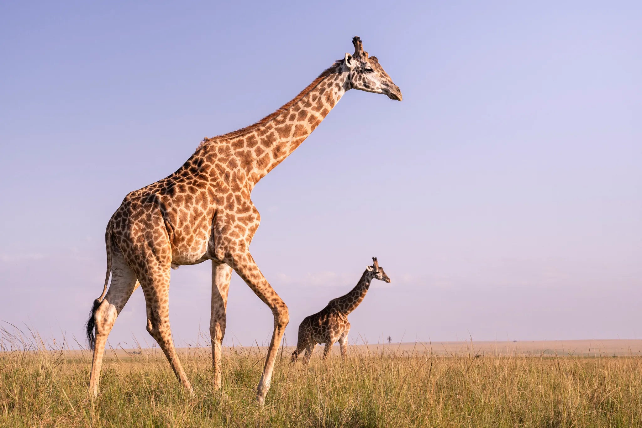 Governors' Camp at Governors' Camp, Masai Mara National Reserve, Kenya.